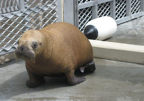 File:BABY.PNG