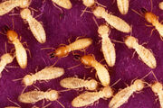Formosan-termite