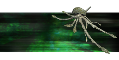 Squibbon.png