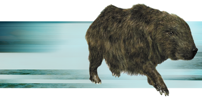 Shagrat
