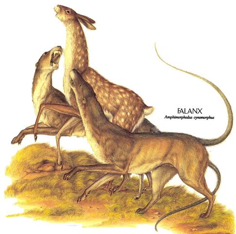 Archivo:Falanx2.jpg