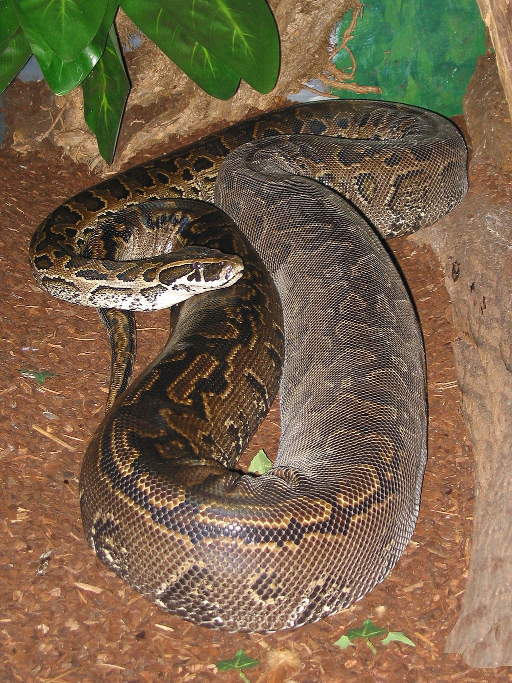 African Rock Python | Wild Kratts Wiki | FANDOM powered by Wikia