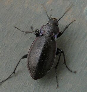 Carabus nemoralis