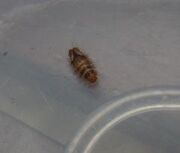 Varied carpet beetle, larva2