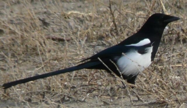 File:W.C. Magpie1.jpg