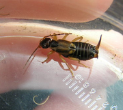 Earwig1
