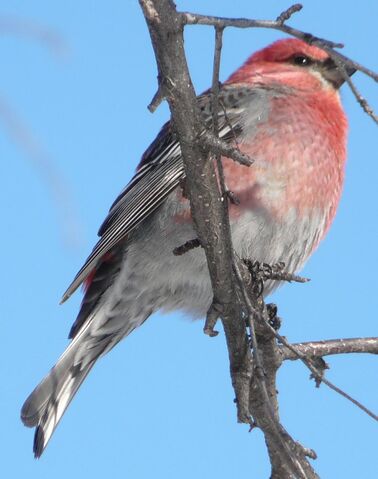 File:Pine Grosbeak male1.jpg