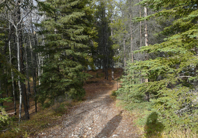File:Habitat, mountain, coniferous forest.png