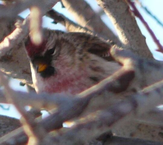 File:Common Redpoll male.jpg