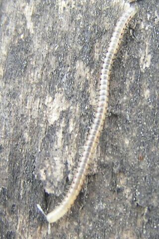 File:Millipede01.jpg