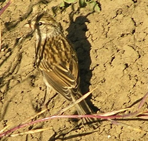 File:Vesper Sparrow.jpg