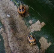 Harlequin ladybird pupa