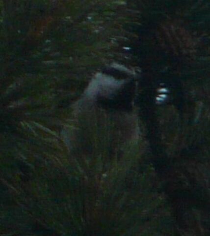 File:Mountain Chickadee1.jpg