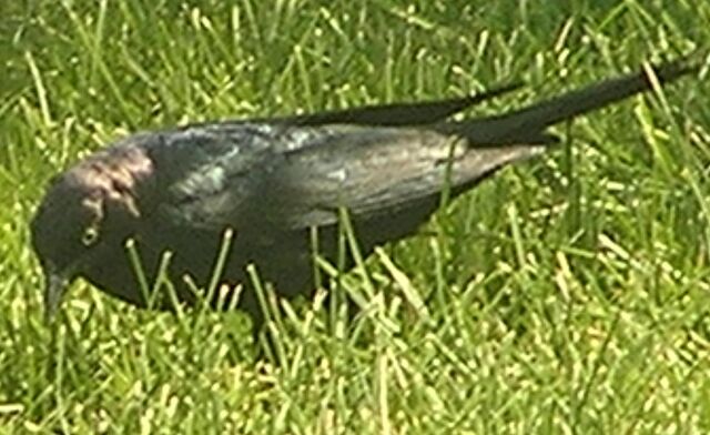 File:Brewer's Blackbird male1.jpg