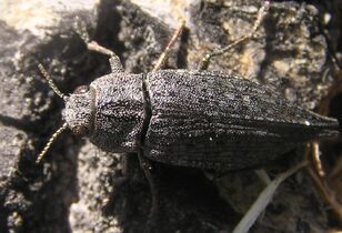 Flathead poplar borer