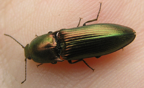 Resplendant Click beetle 3