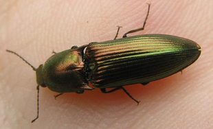 Resplendant Click beetle 3