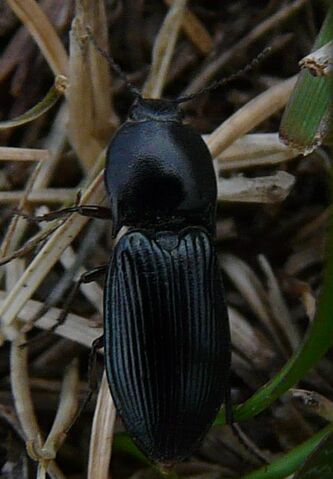 File:Ctenicera aeripennis2.jpg