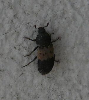 Larder beetle