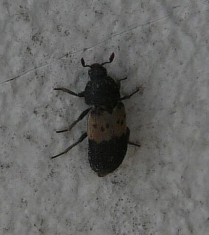 File:Larder beetle.jpg
