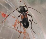 Phymatodes dimidiatus