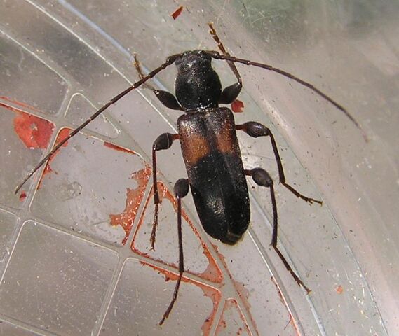 File:Phymatodes dimidiatus.jpg