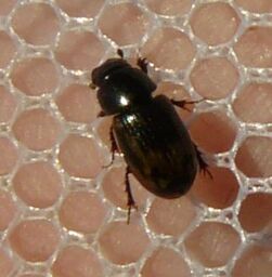 Aphodius distinctus9