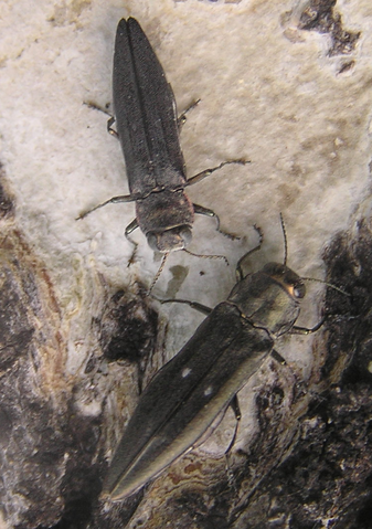 File:Jewel beetles 1.png