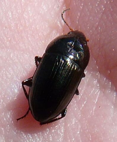File:Amara sp. black.jpg