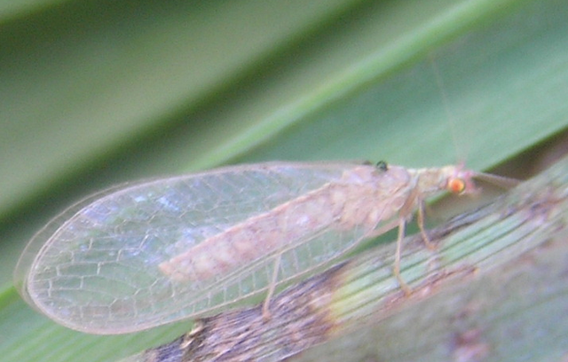 File:Chrysoperla sp hibernating.png