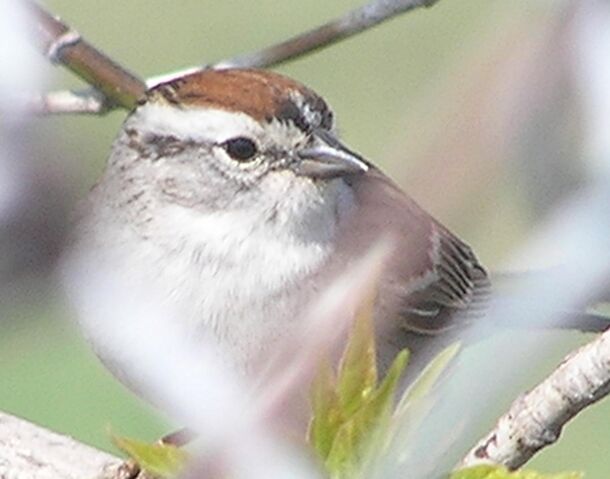 File:Chipping Sparrow c.jpg