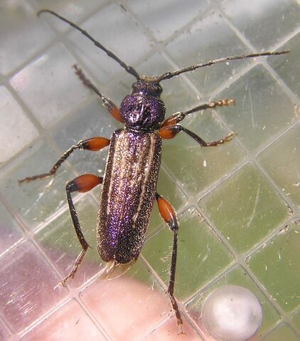 File:Meriellum proteus.jpg