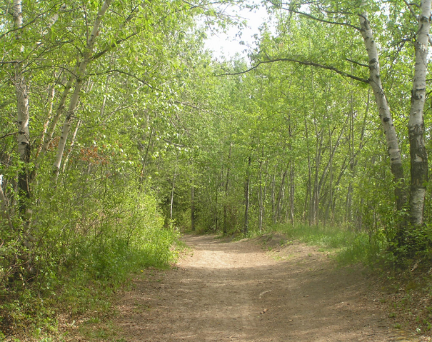 File:Habitat, basicwoodland.png