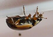 Hudsonian ladybird 3