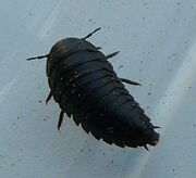 Silphidae larva