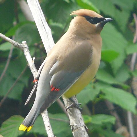File:Cedar Waxwing2.jpg