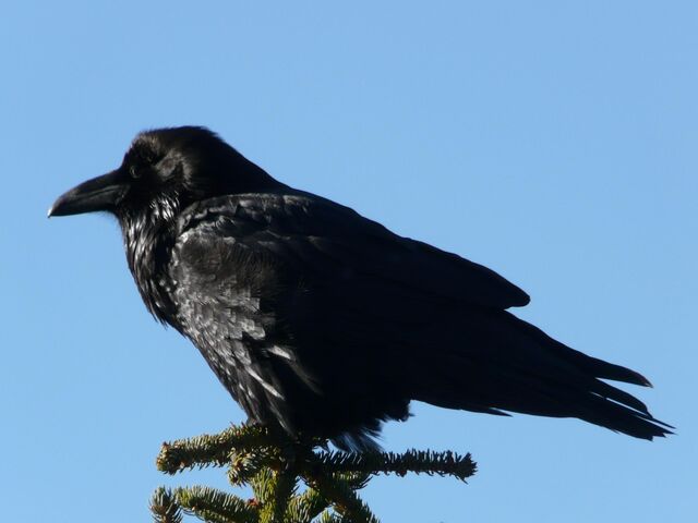 File:Common Raven 1.jpg