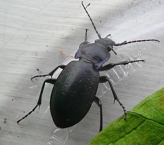 File:European carabid beetle.jpg