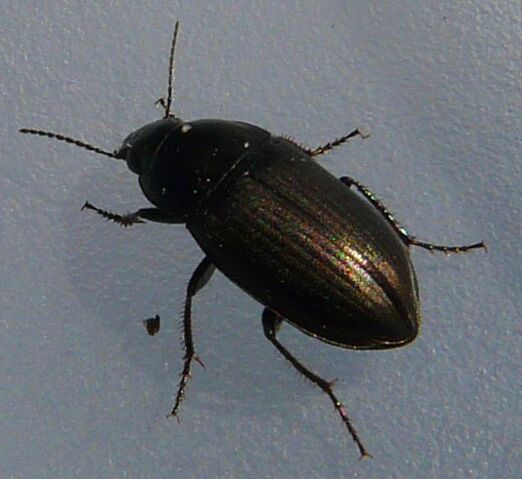 File:Amara sp. beetle4.jpg