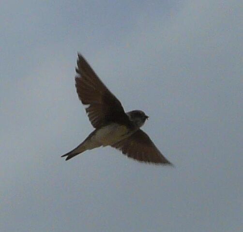 File:Sand martin UK.jpg