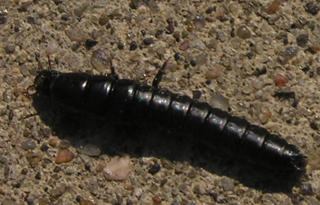 File:Carabidlarva.png