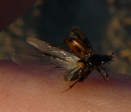 Aphodius distinctus10