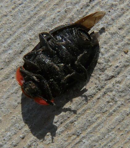 File:Margined carrion beetle2.jpg