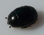 Hister beetle sp. 2 (3)
