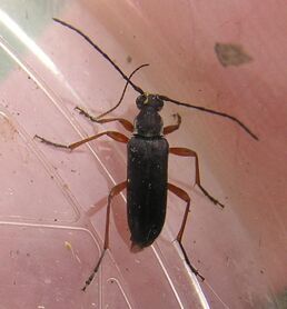 Grammoptera subargentata3