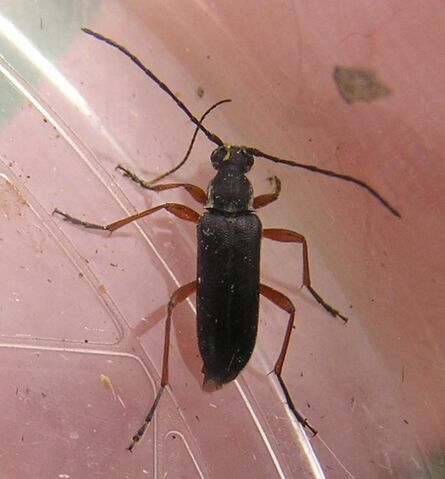 File:Grammoptera subargentata3.jpg