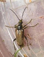 Gnathacmaeops pratensis2