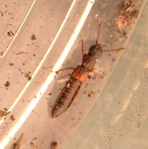 Anotylus insecatus