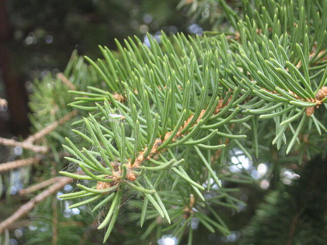 File:IMG 0457.jpg