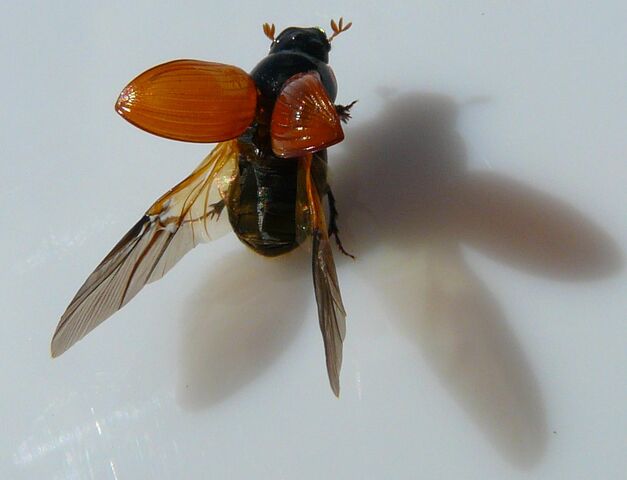 File:Aphodius fimetarius4.jpg
